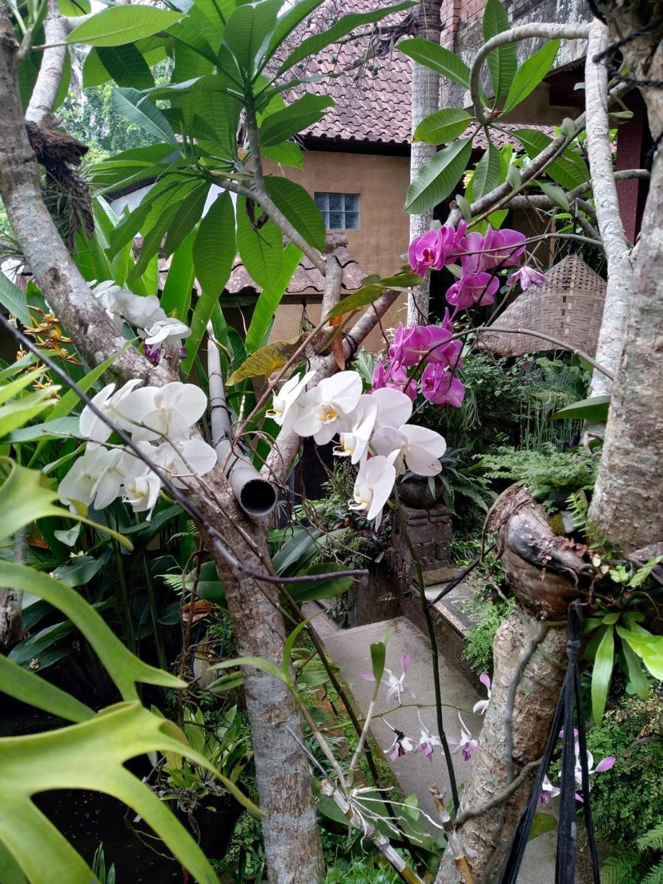 Umah Ubud Guest House Dış mekan fotoğraf